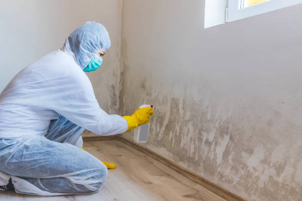 Licensed Black Mold Removal service in Reston, VA - WQB Mold Removal