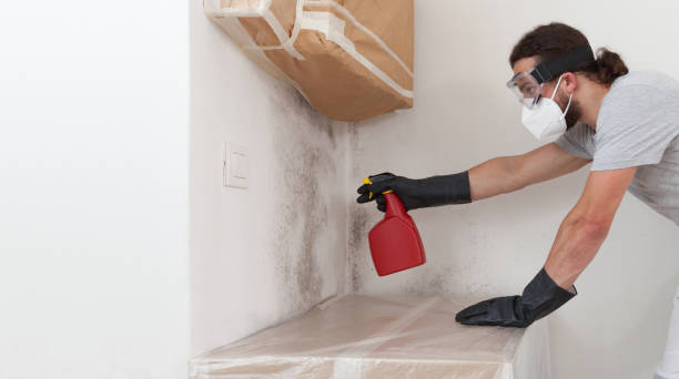 Professional Black Mold Removal technician working in Reston, VA