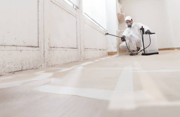 24/7 Emergency Black Mold Removal experts in Reston, VA