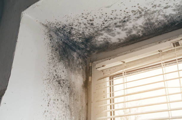 Affordable Black Mold Removal solutions in Reston, VA