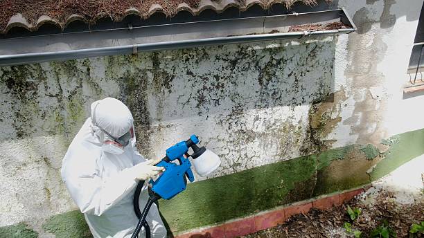 Top rated local Black Mold Removal specialists in Reston, VA